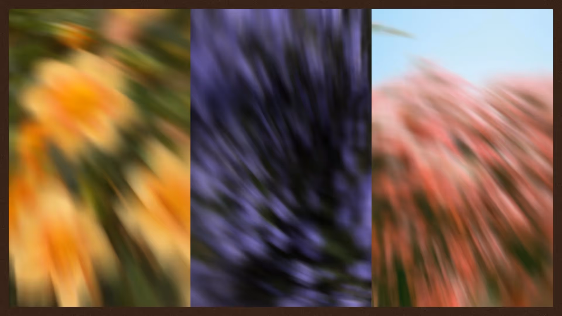 Three images of flowers with a zoom motion blur applied