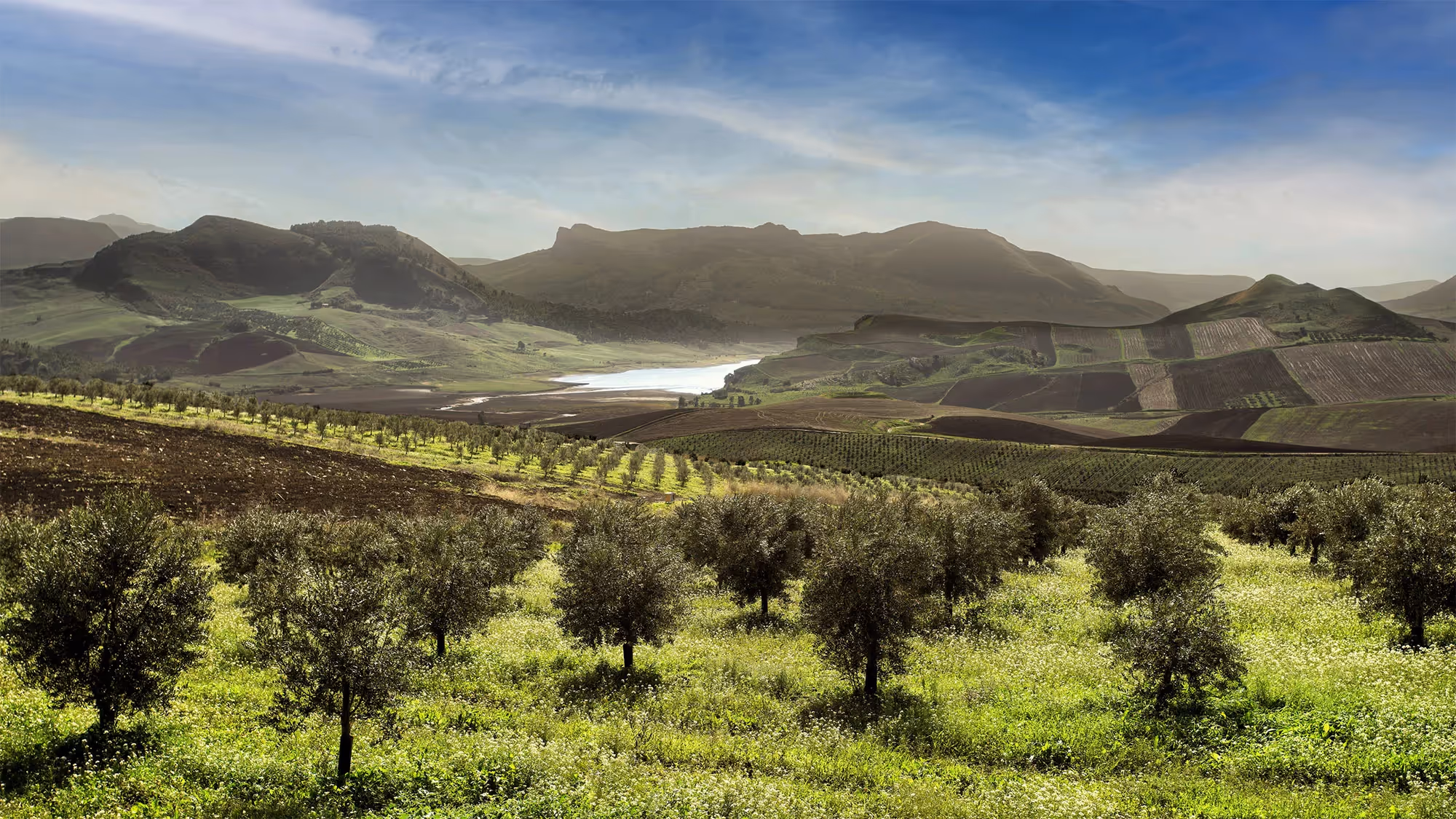A pristine view of olive fields, as far as the eye can see.