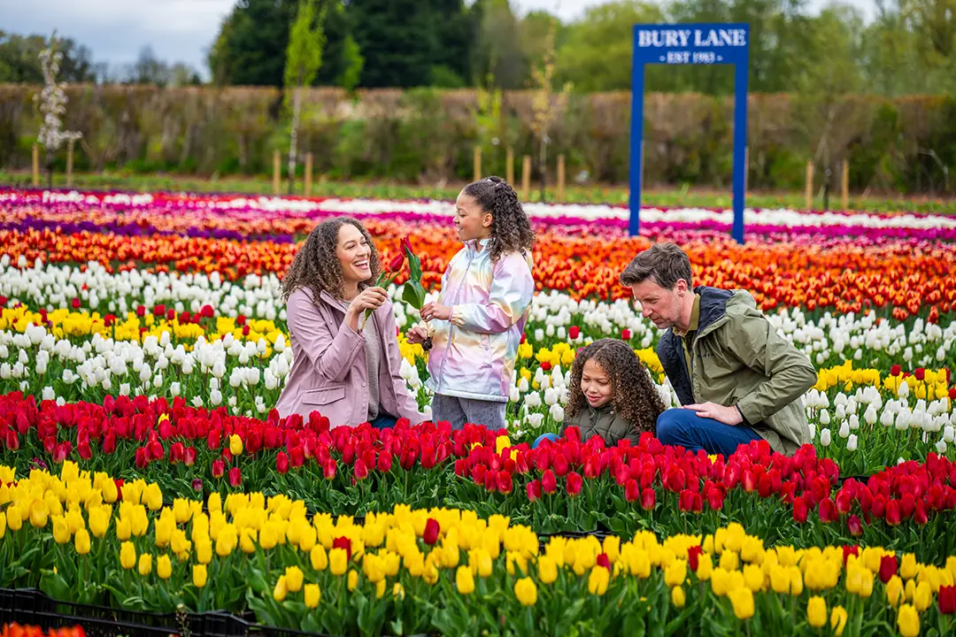 Family in a tulip field picking brightly coloured flowers at Bury Lane Farmshop, Cambridgeshire.