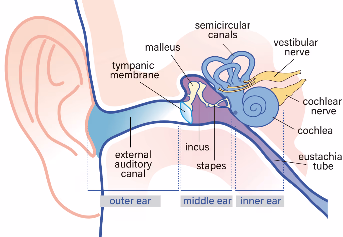 Detailed ear anatomy diagram showing the outer, middle, and inner ear, including the Eustachian tube and how it regulates ear pressure.