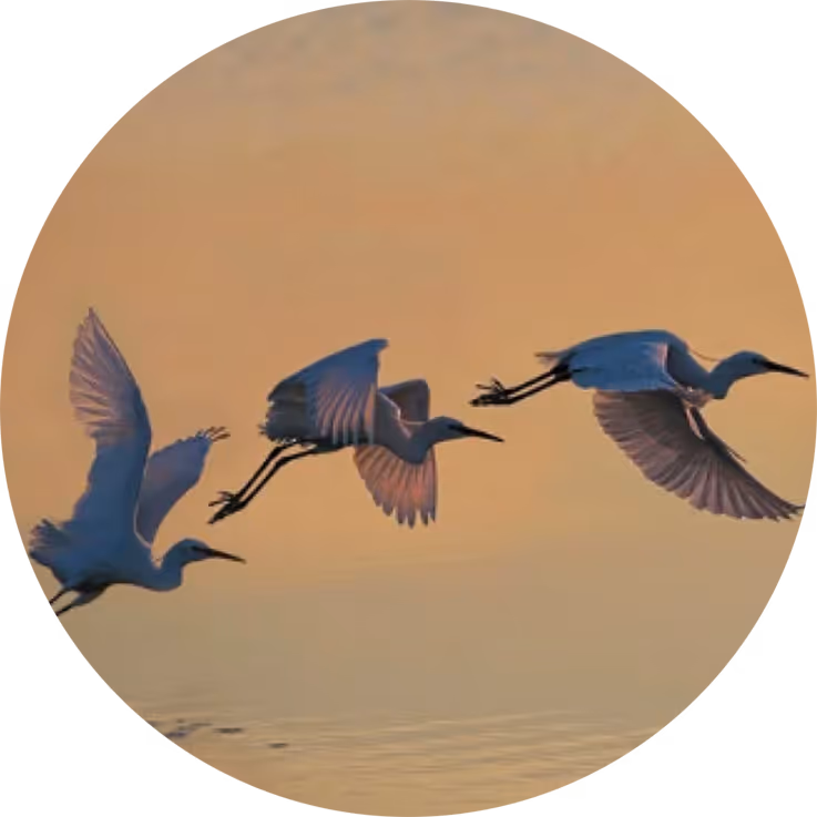 An image of cranes taking off from the water creates an analogy with the Kineo Technology Platform's ability to make your business soar with new IT technology. 