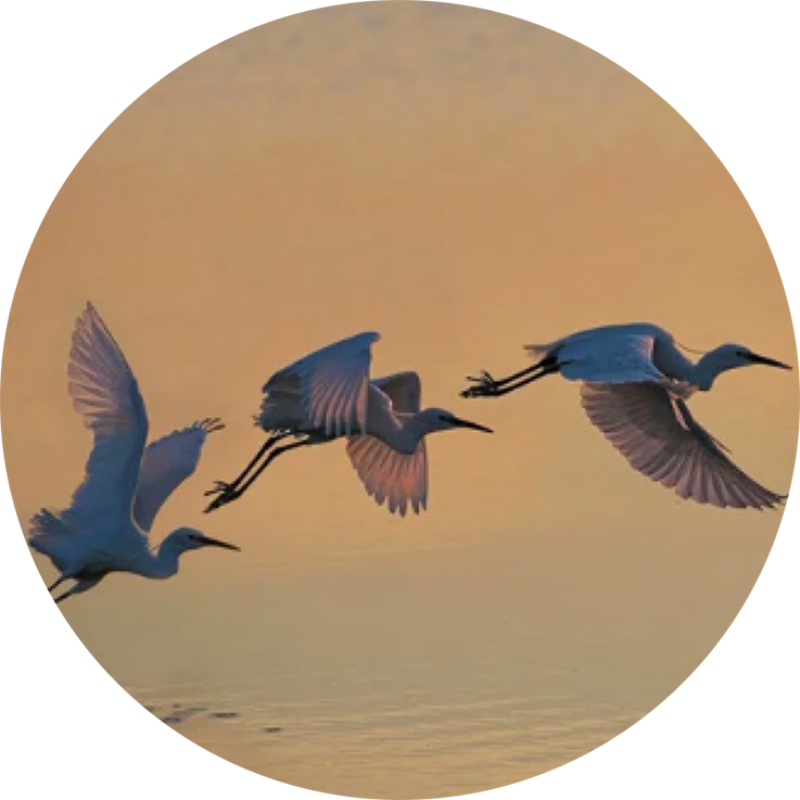 An image of cranes taking off from the water creates an analogy with the Kineo Technology Platform's ability to make your business soar with new IT technology.