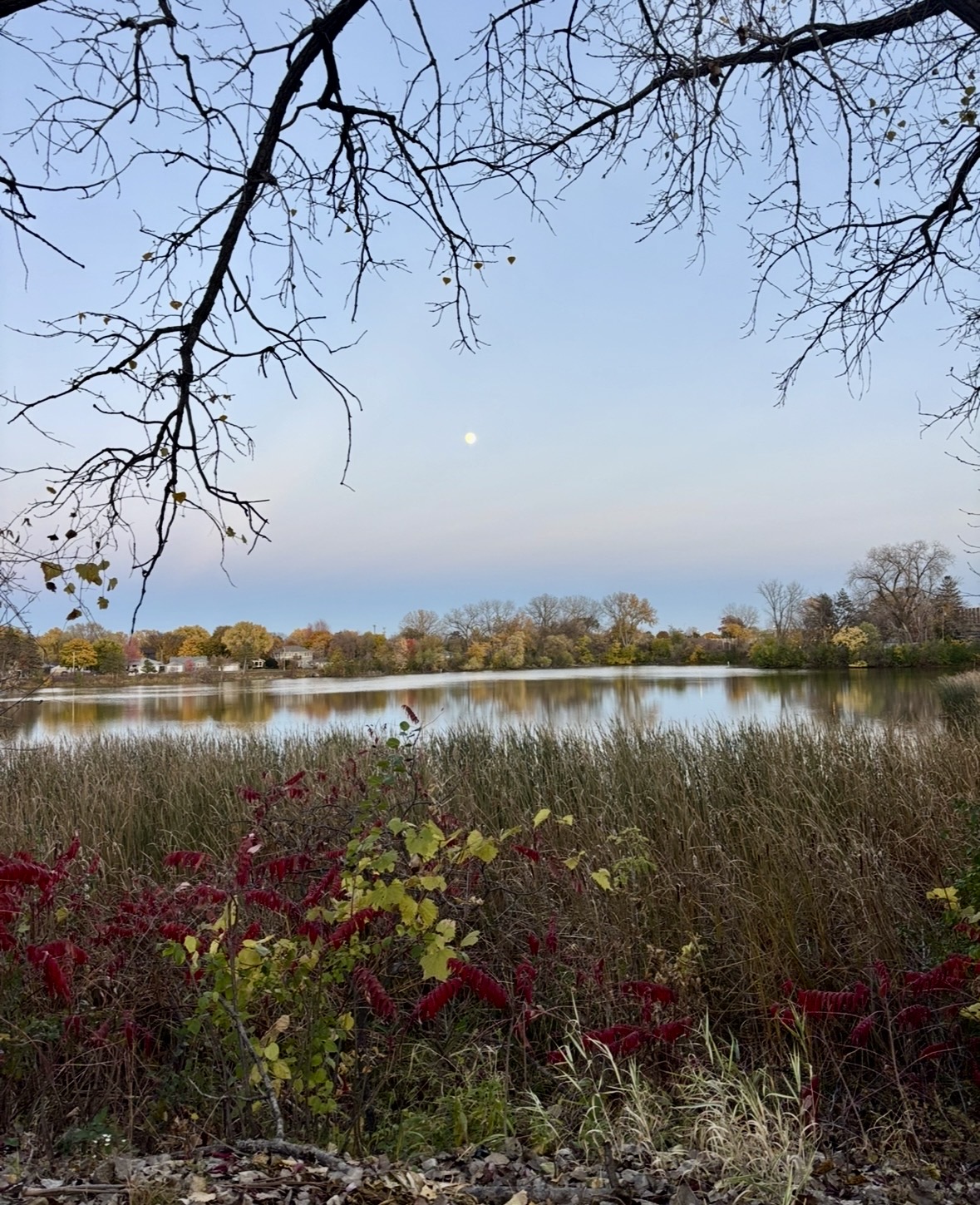 Living in the Kenny Neighborhood, Minneapolis: A Local Homebuyer’s Guide