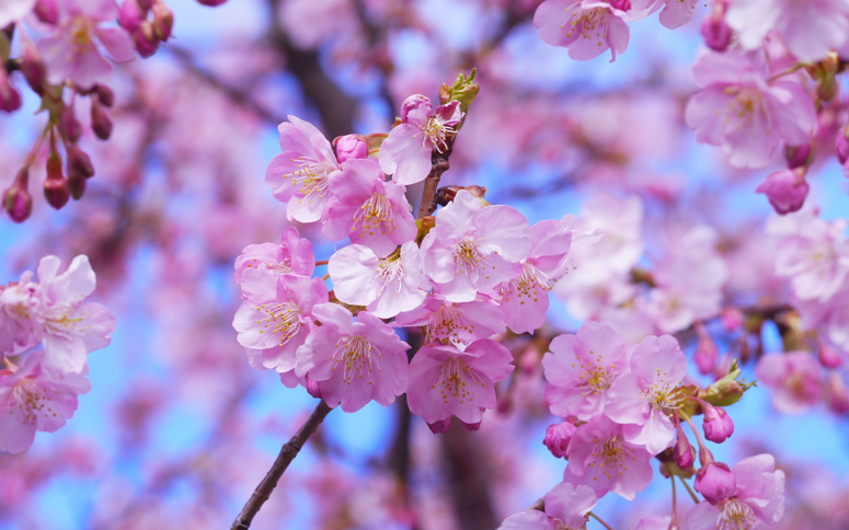 The Fragrant Aroma of Christ