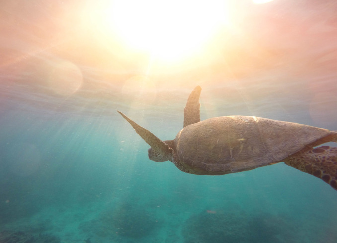 Following the Right Light