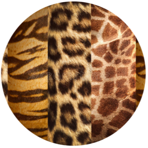 Animals 12