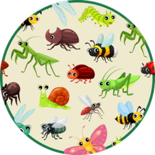 Insect Identification