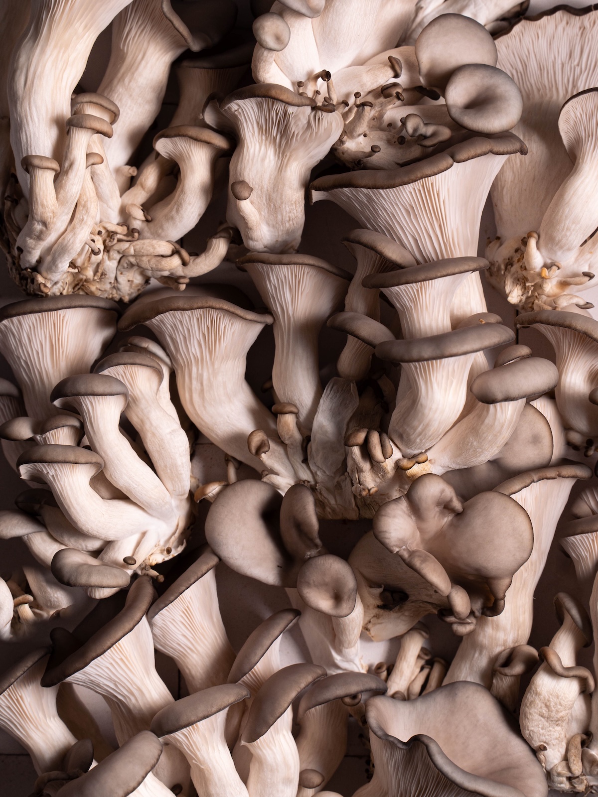 blue oyster mushrooms