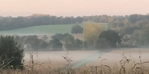 a foggy field with trees