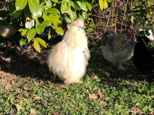 a couple of chickens in a yard
