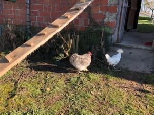 a group of chickens in a yard