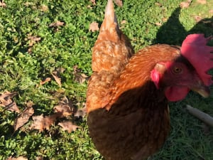 a rooster standing on grass