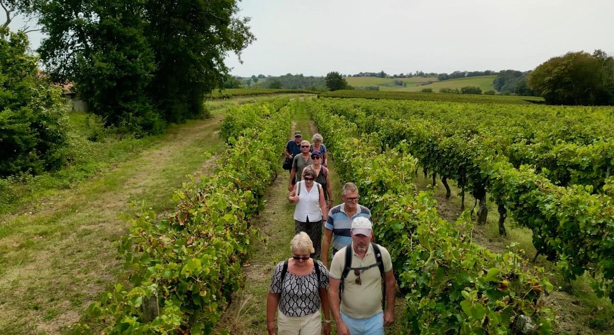 A group of people walking through a vineyard.