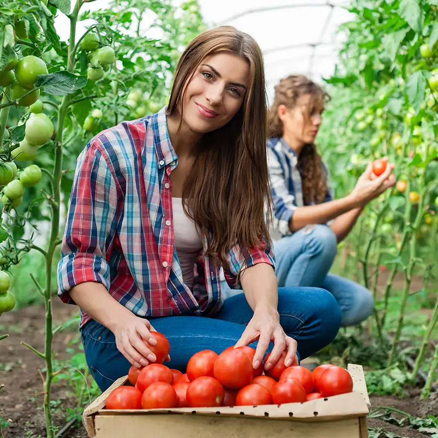 Schülerjob als Erntehelfer