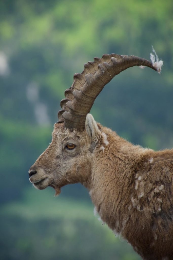 An Ibex with fur stuck to the end of its horns stands in profile against a blurred forest background.