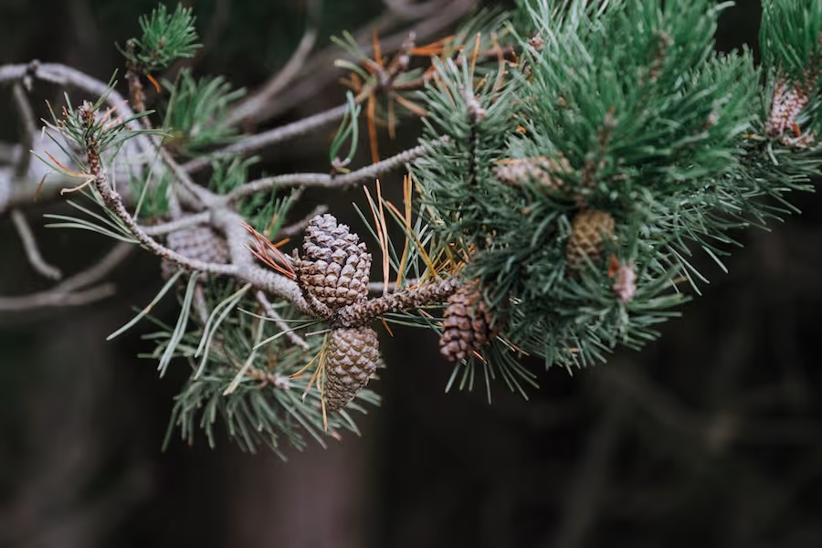 Closeup of pinecones on a tree branch