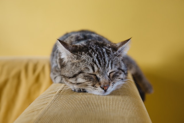 Can CBT-I work if I‚Äôm already taking sleep meds?