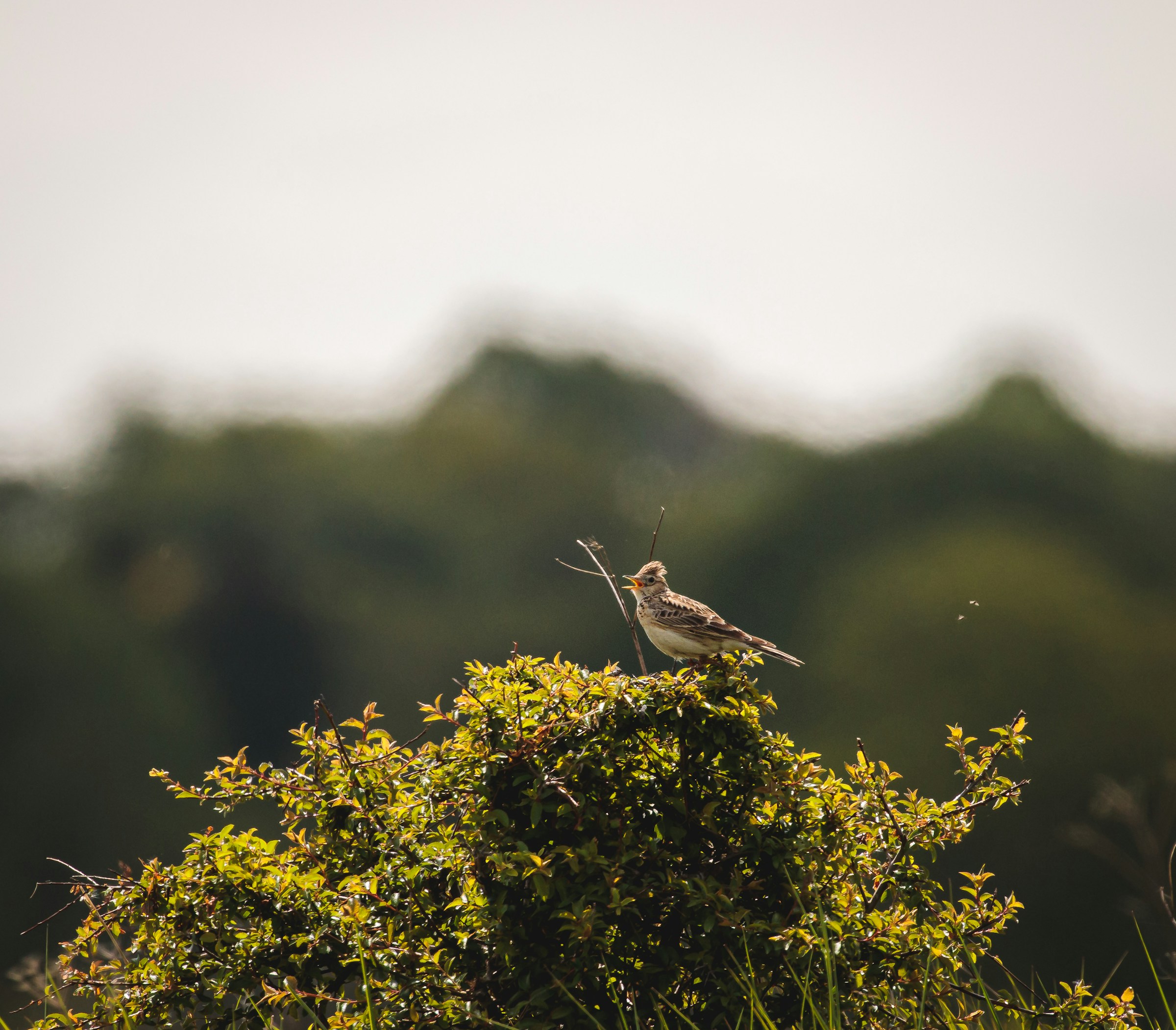 Top Sleep Programs Compared: Which One Is Right for You? | Full Breakdown