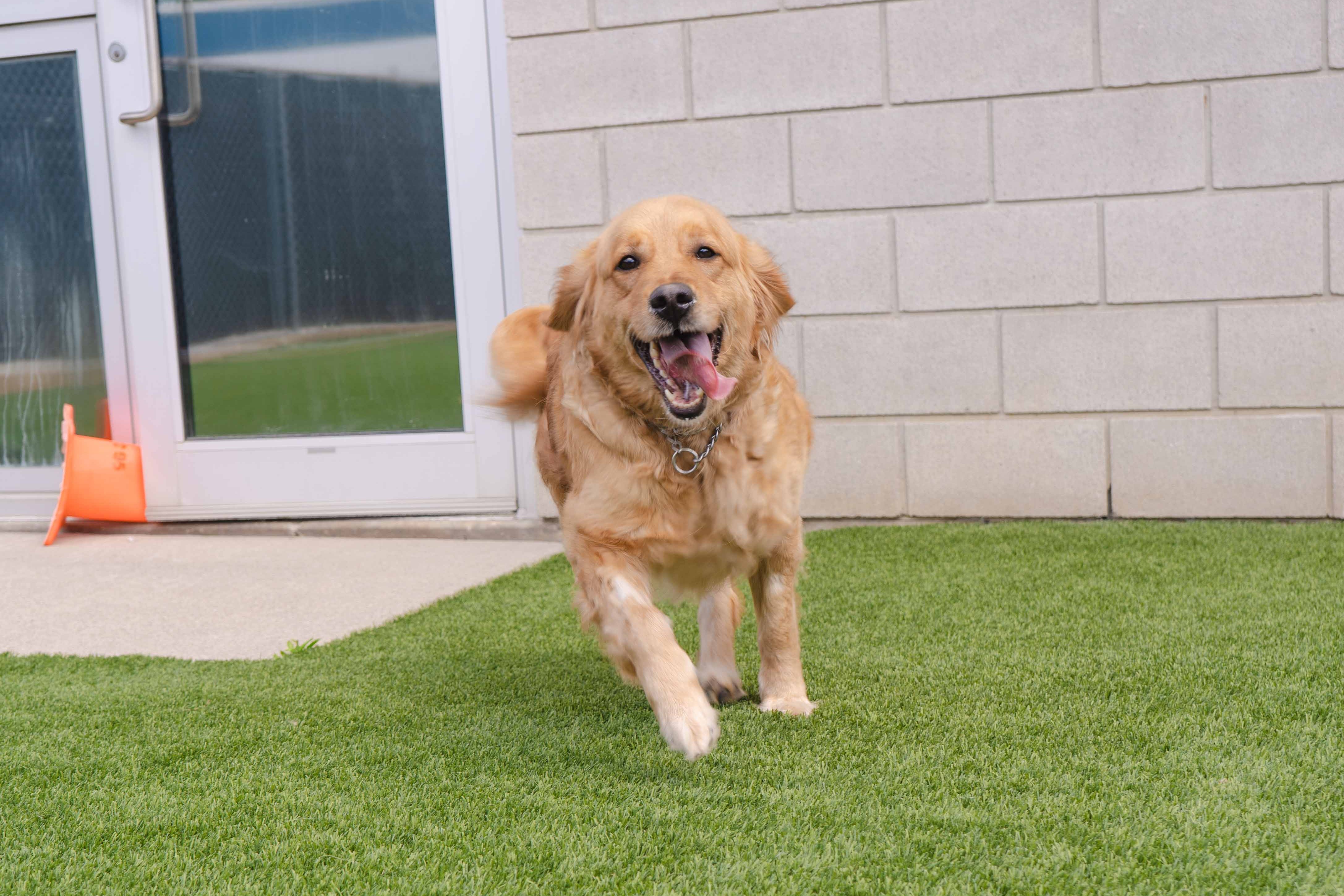 A photo of a Golden Retriever dog running towards the camera