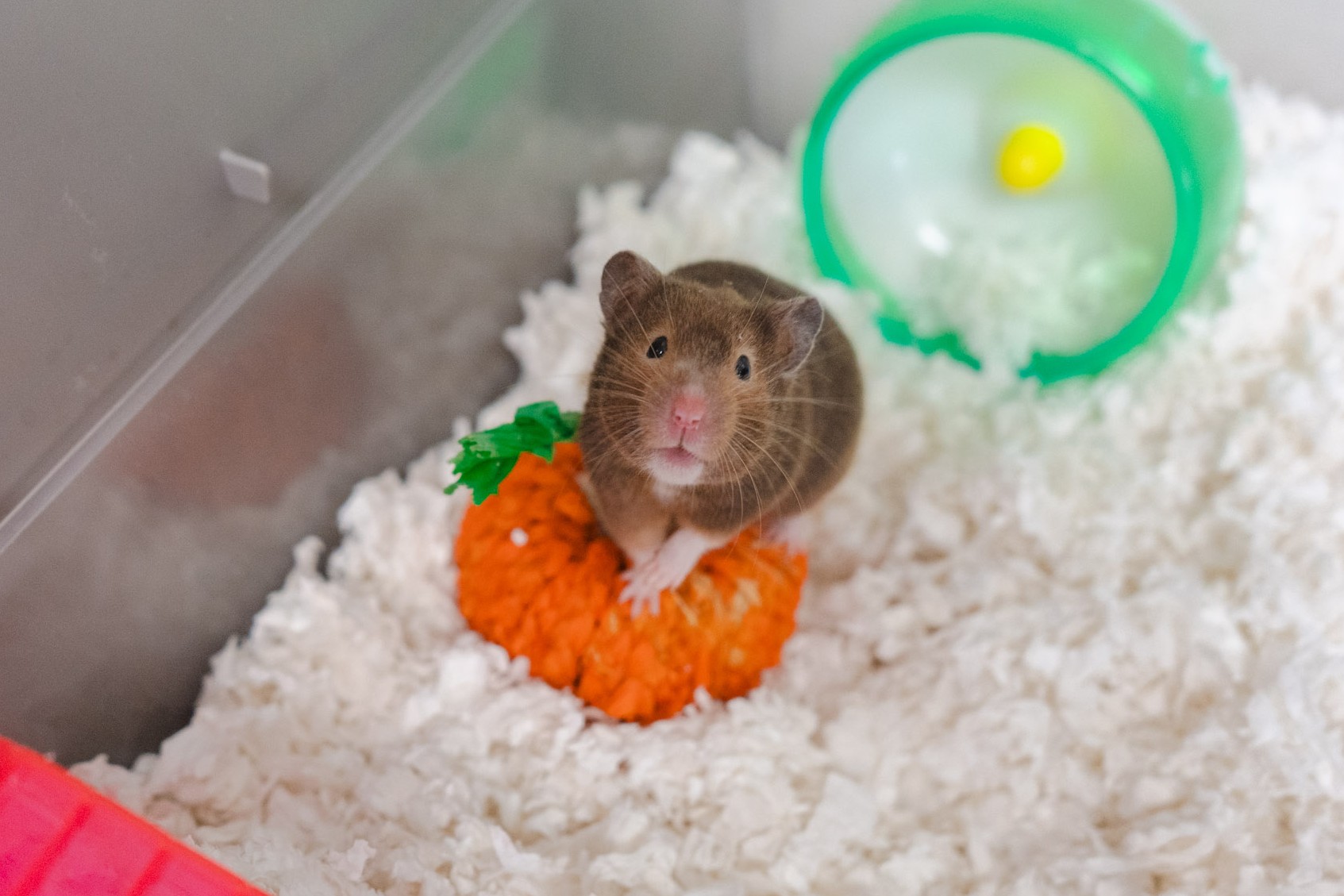 A photo of a hamster resting its hands on a pumpkin toy and looking up into the camera