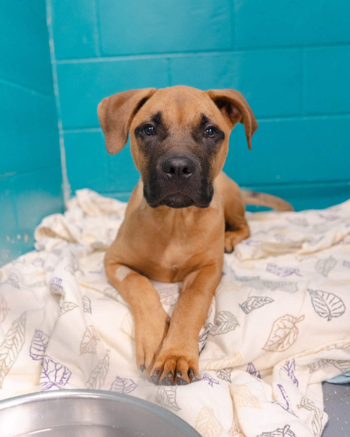 A brown and black puppy lays in its kennel and stares into the camera
