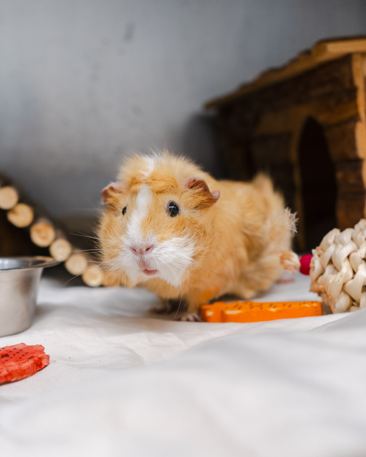 An orange and white guinea pig standing next to its toys, looking at the camera curiously 