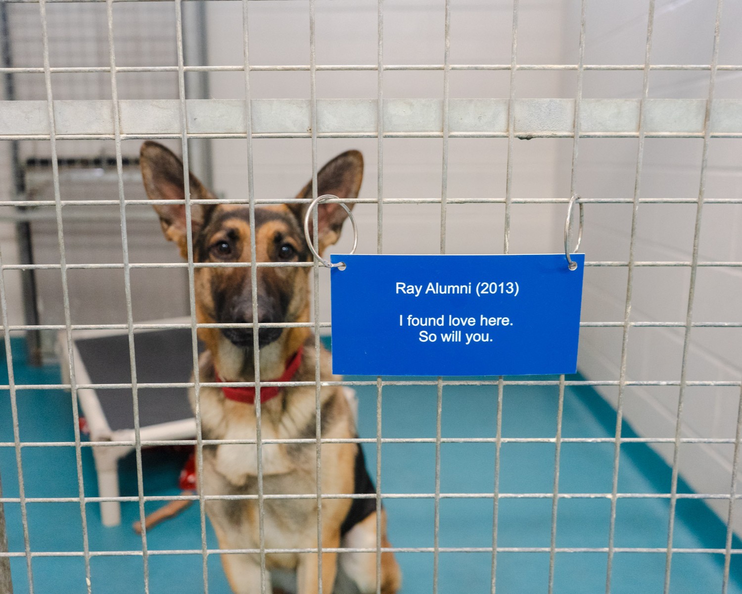 A German Shepard dog gazes from its kennel, which has a blue plaque attached to it reading "Ray Alumni (2013) - I found love here. So will you."