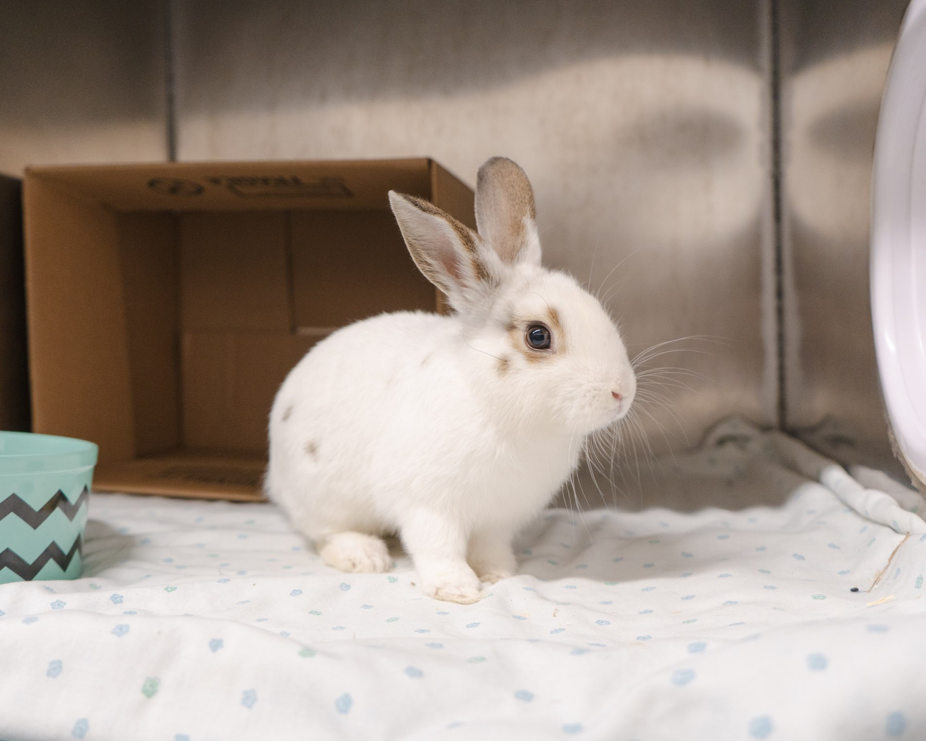 A white and brown-spotted rabbit sits  on a white blanket in its cage