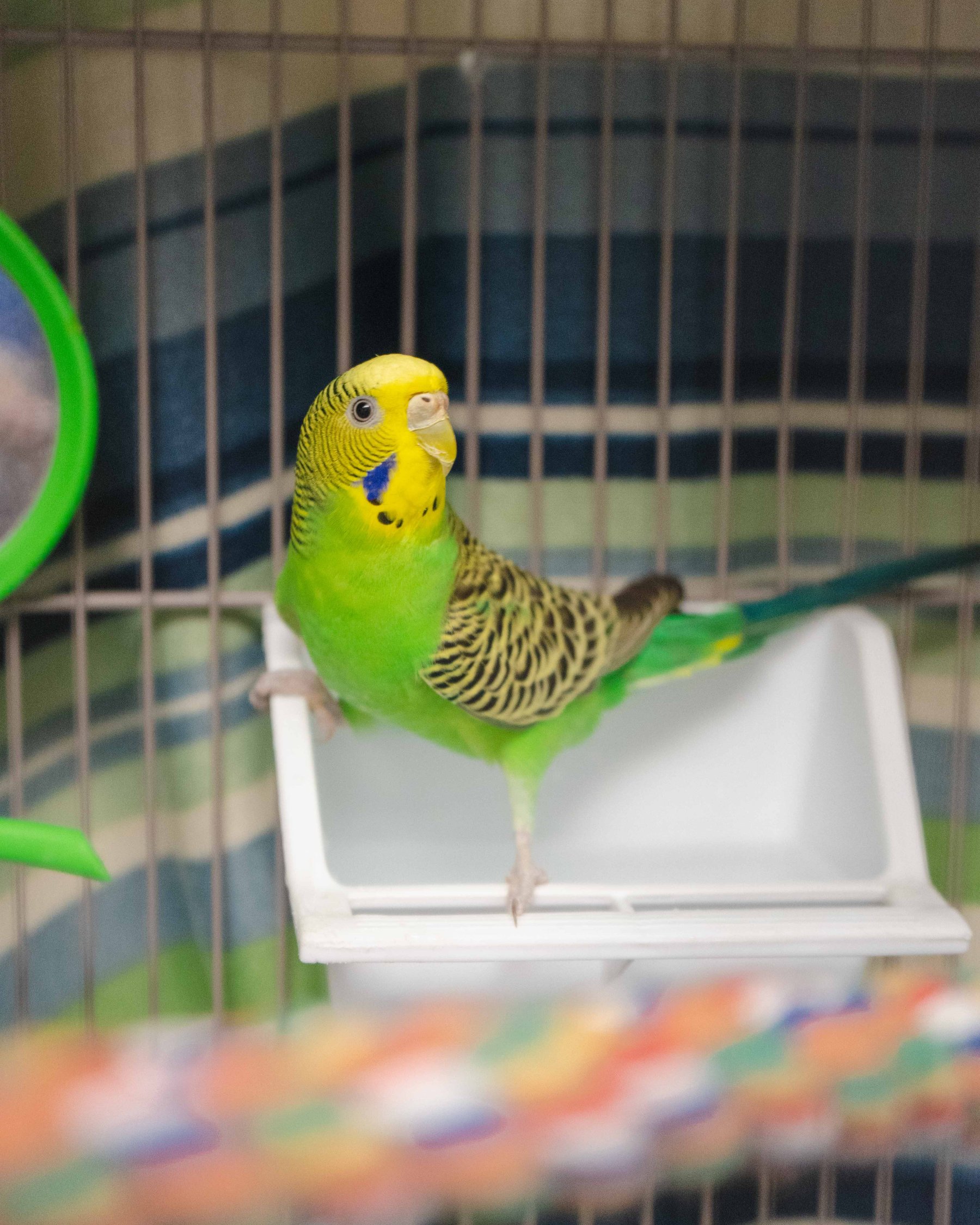 A green and yellow budgie is perched on its food bowl, looking over to the side