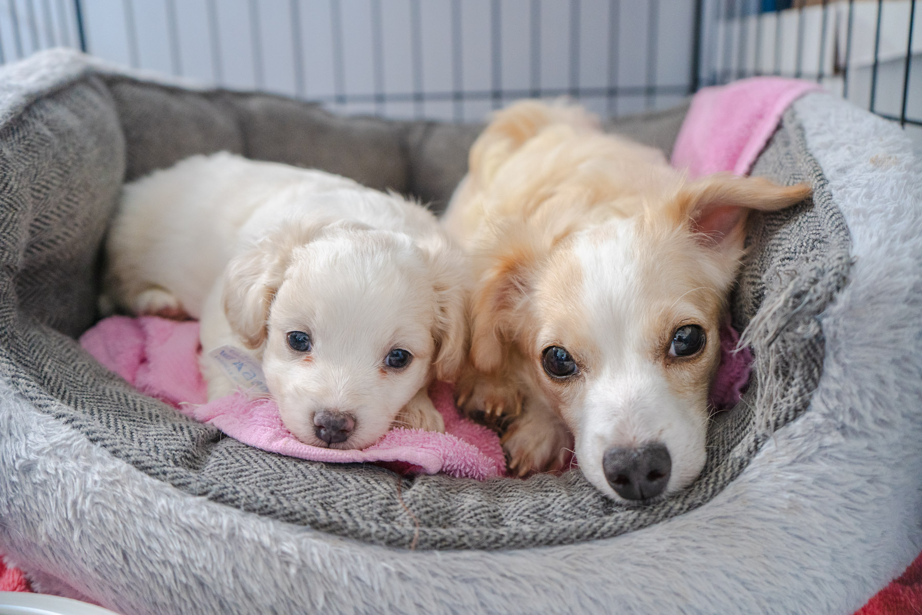 A mother dog and her puppy lay side-by-side in a grey bed with a pink towel
