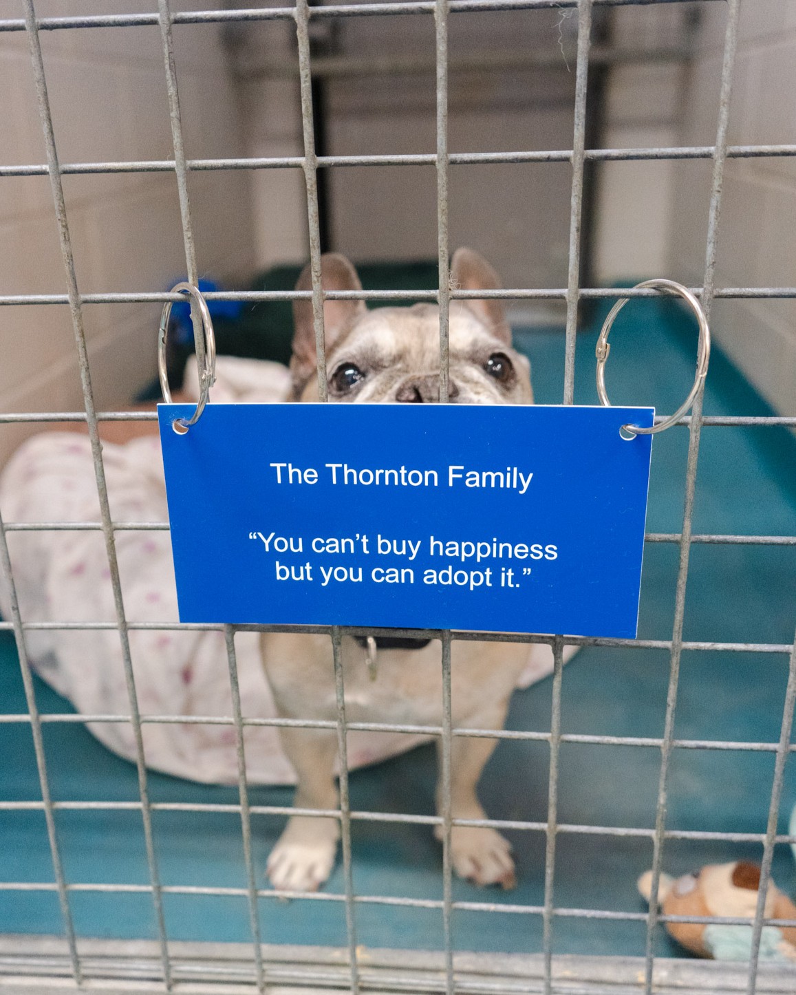 A blue plaque attached to a kennel reading "The Thornton Family - 'You can't buy happiness but you can adopt it.'" while a Frenchie dog peers from behind it