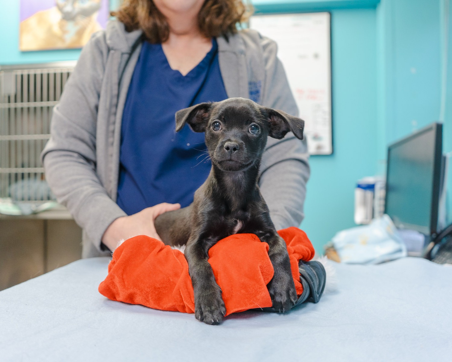 A black puppy lays on a red cushion with someone standing behind them
