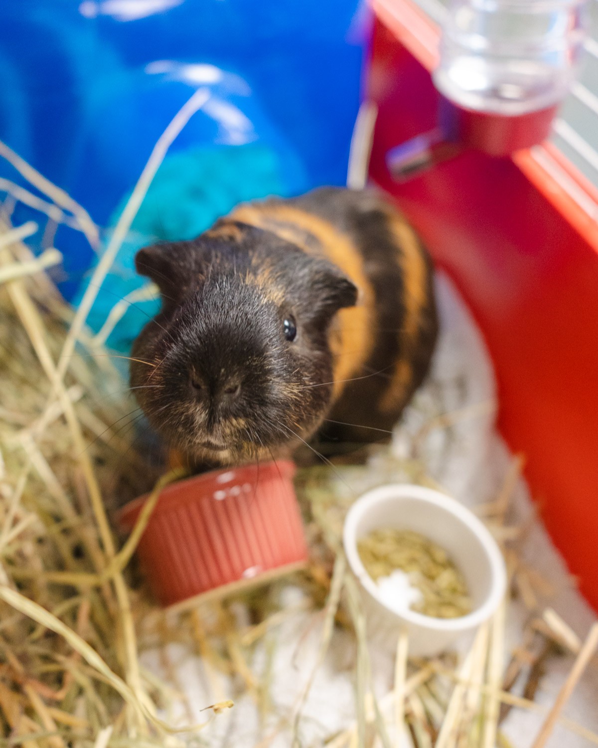 A black and brown guinea pig looks up into the camera with its red food bowl knocked over