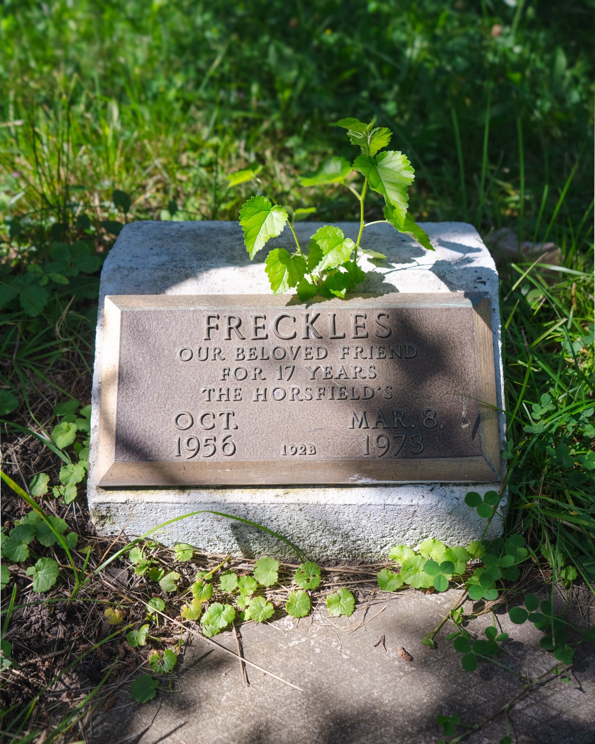 A photo of an overgrown memorial gravestone for a family pet