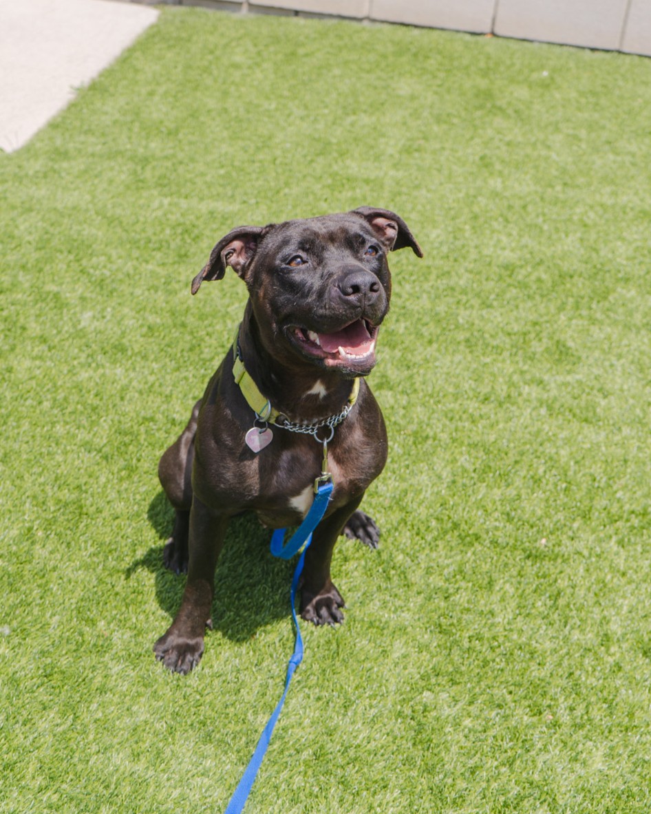 A black Pitbull looks up into the camera on a background of green grass