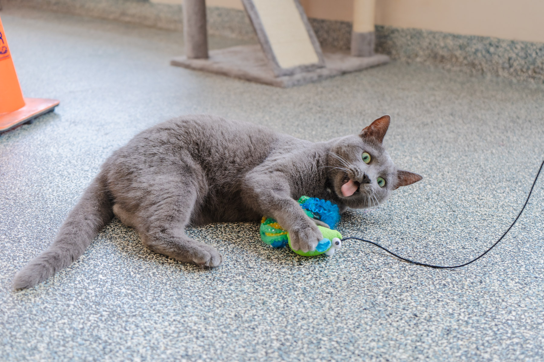 A grey cat plays with a string toy on the ground