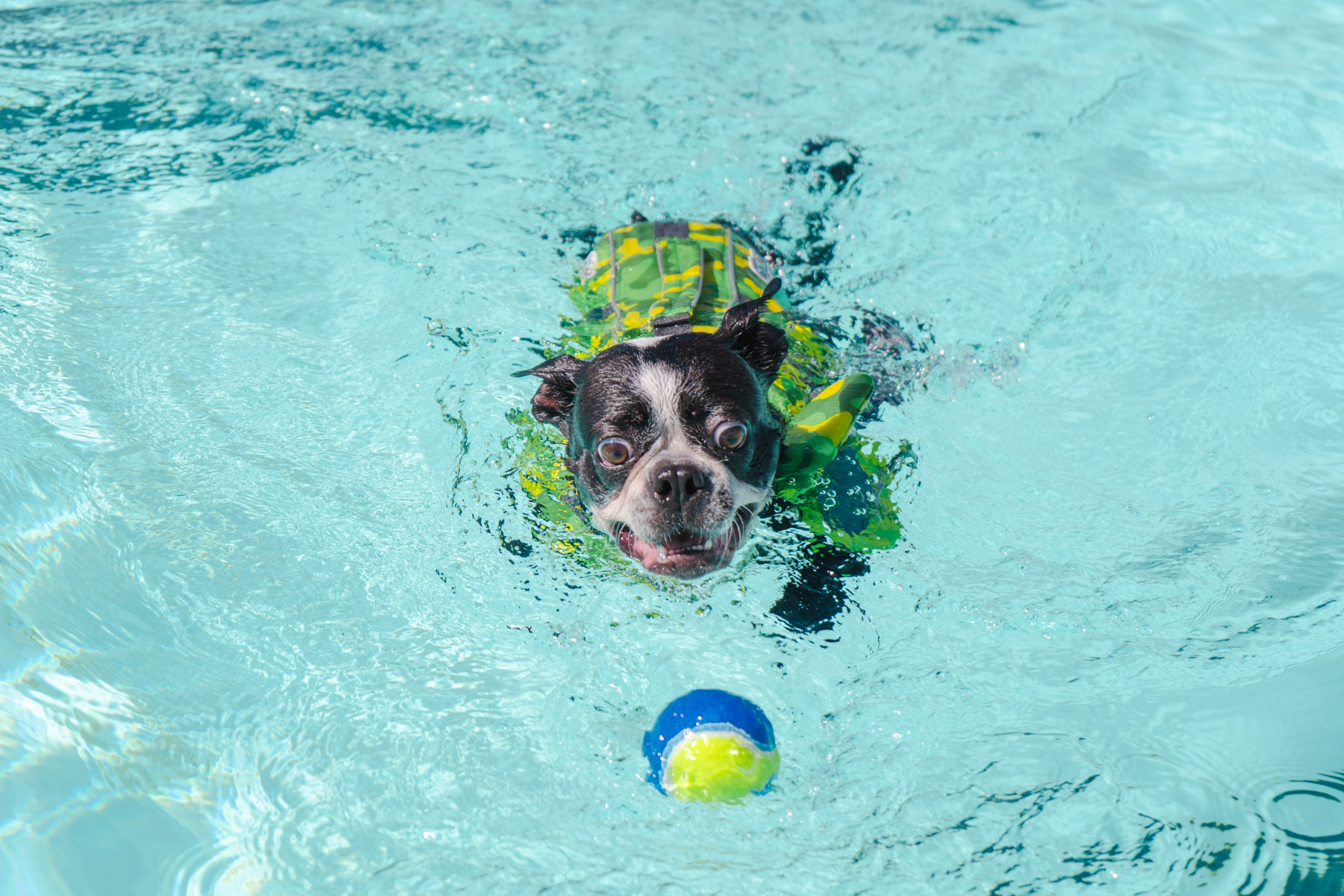 A Boston Terrier excitedly swims towards a tennis ball in a pool