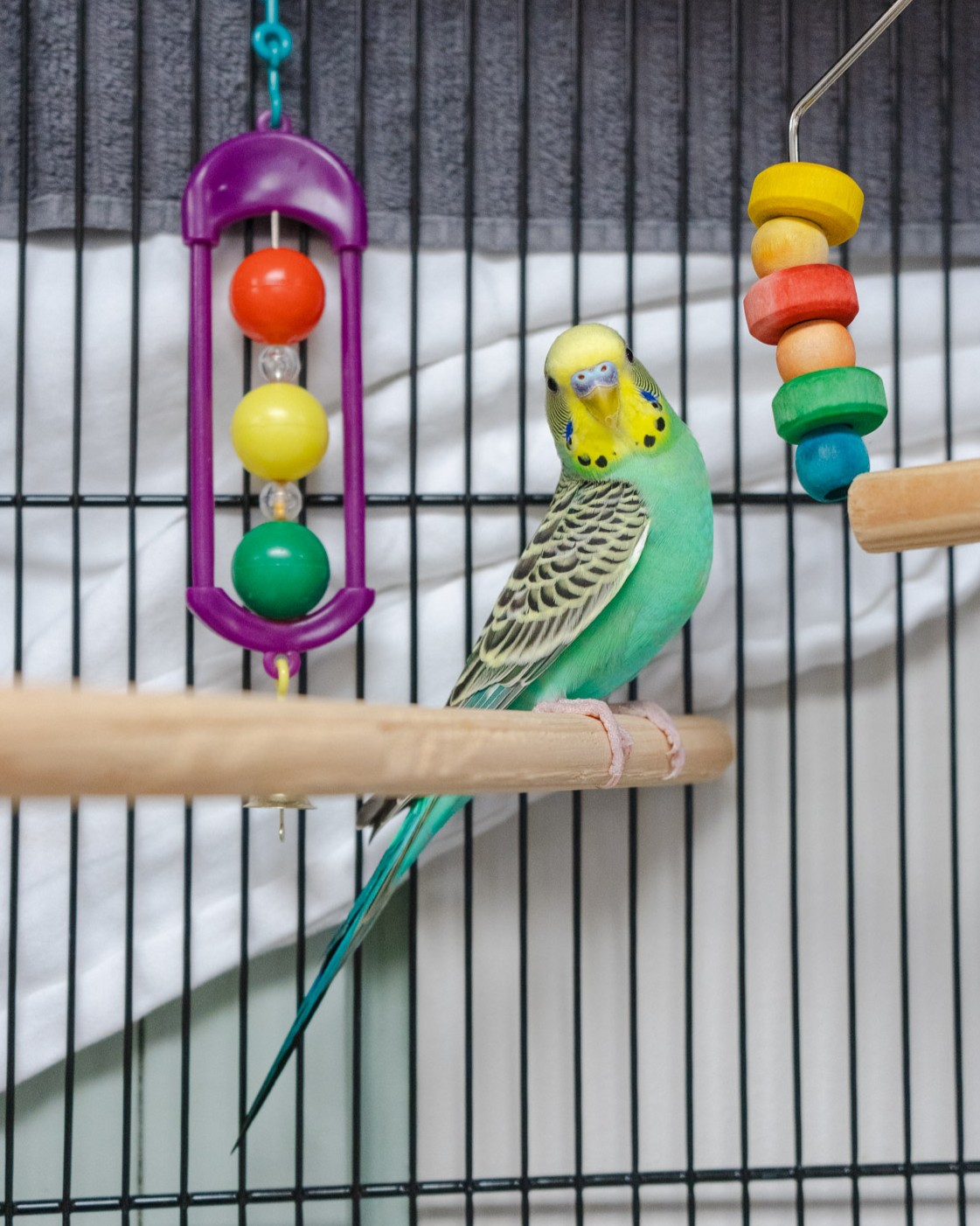 A colorful budgie tilts its head curiously while it sits on its perch