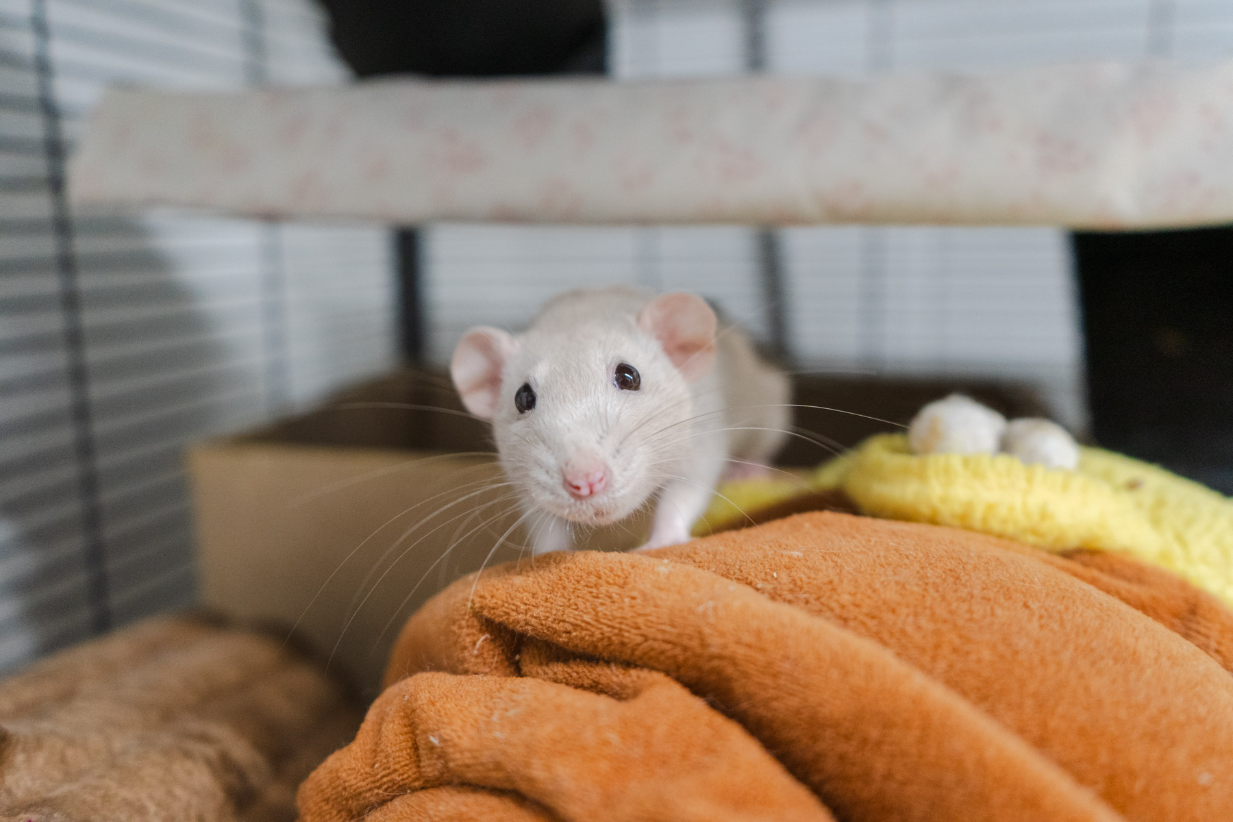 A rat curiously leans forward towards the camera onto an orange blanket