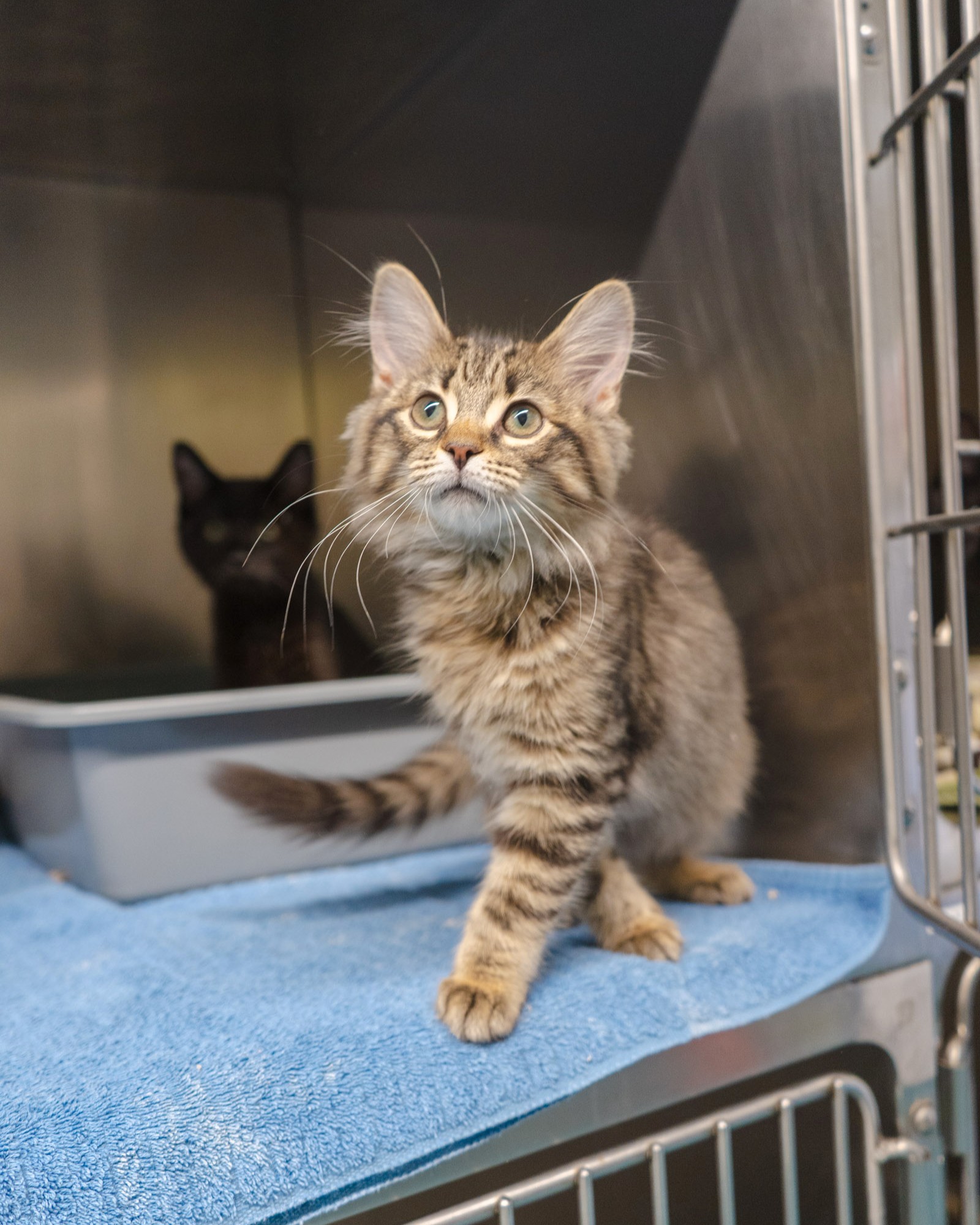 A long-haired tabby kitten looks up as it steps forward in its cage