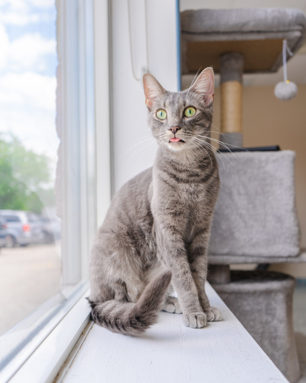 A photo of a grey cat sitting on a windowsill with its tongue out