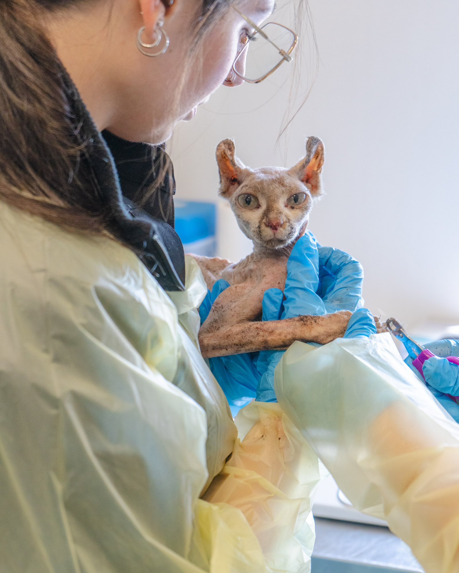 A Sphynx cat looks into the camera as two people in yellow scrubs trim its nails