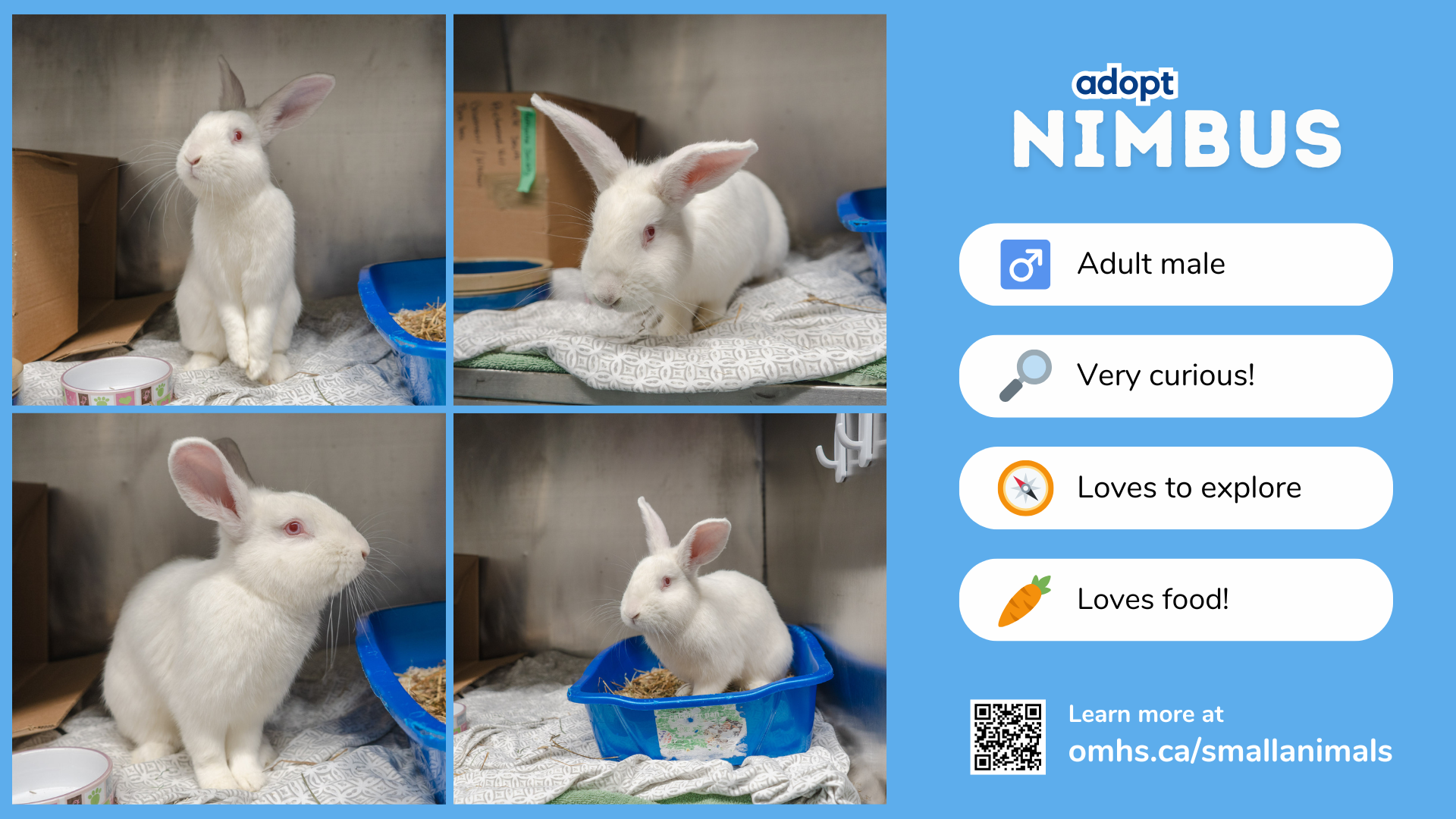 Adoption info for a white rabbit named Nimbus displayed on a TV screen
