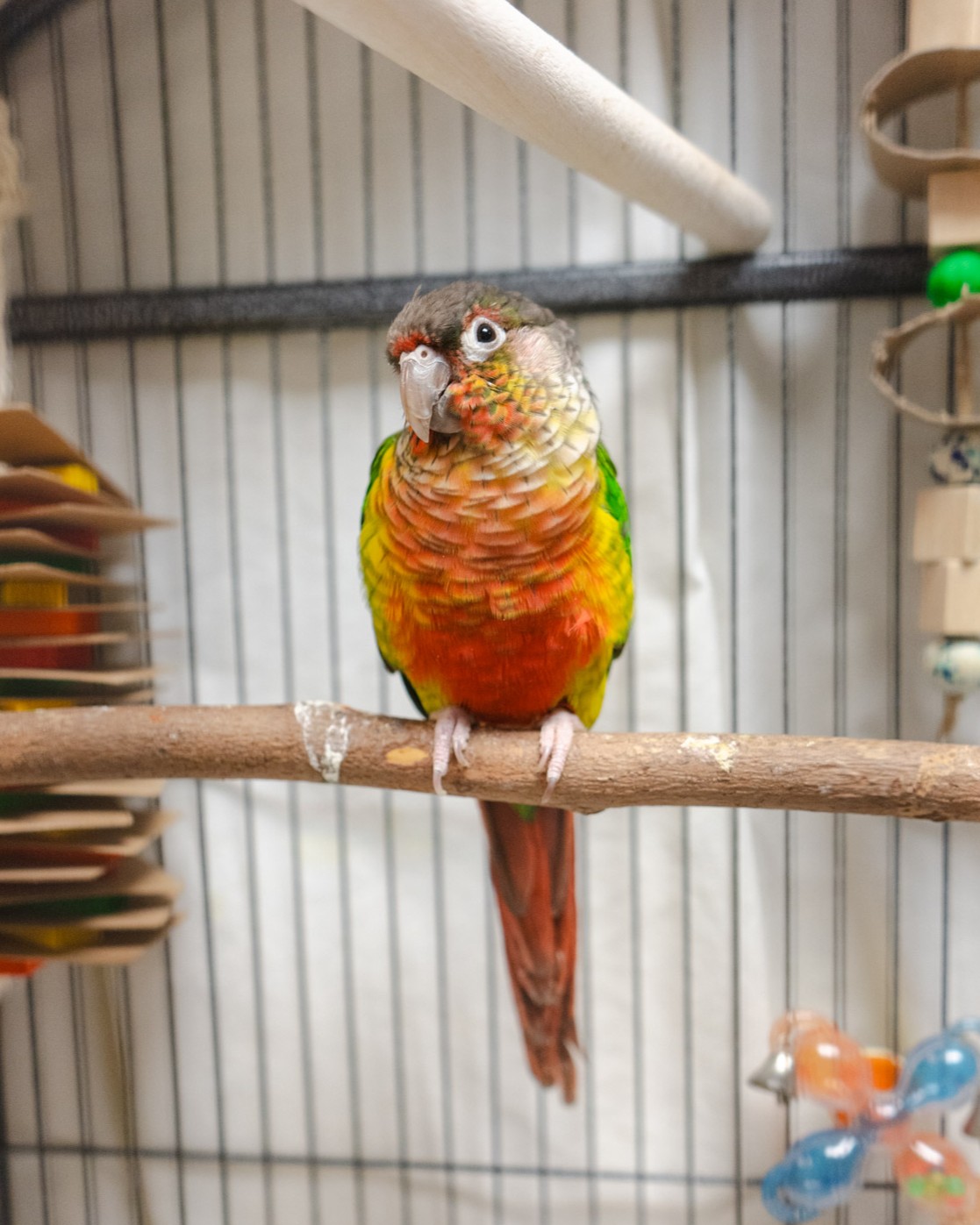A colorful conure sits on its perch with its head cocked