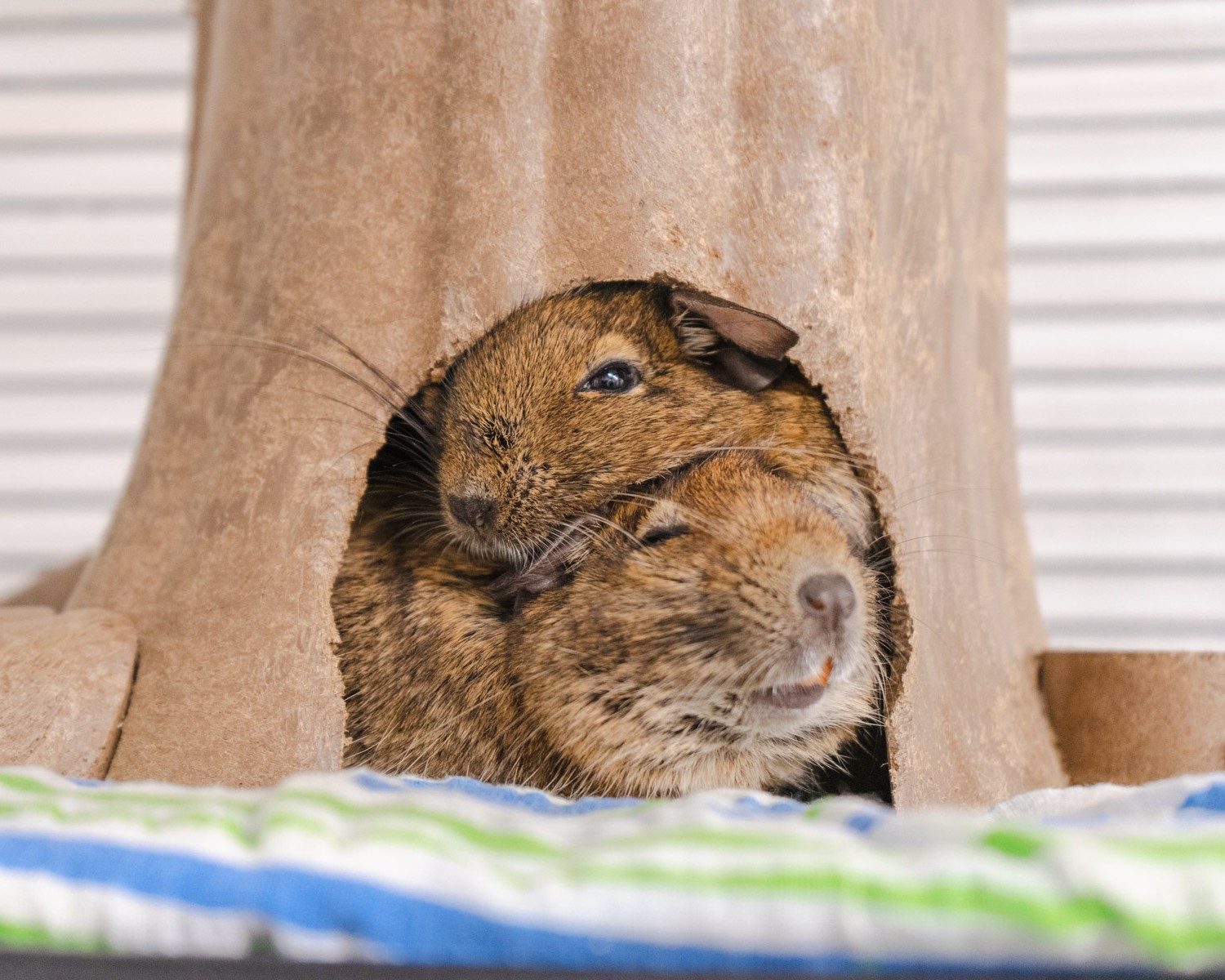 Two degus (small brown rodents) cuddle together in their tree stump hideaway 