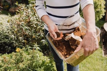 Woman using coffee grounds in her plants