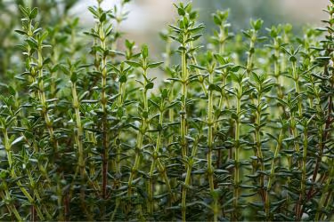 Thyme