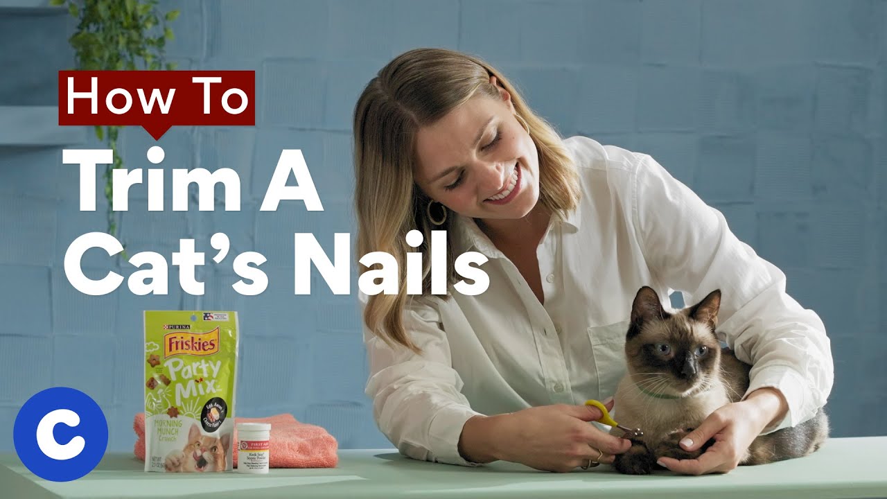 Chewtorials cat nails