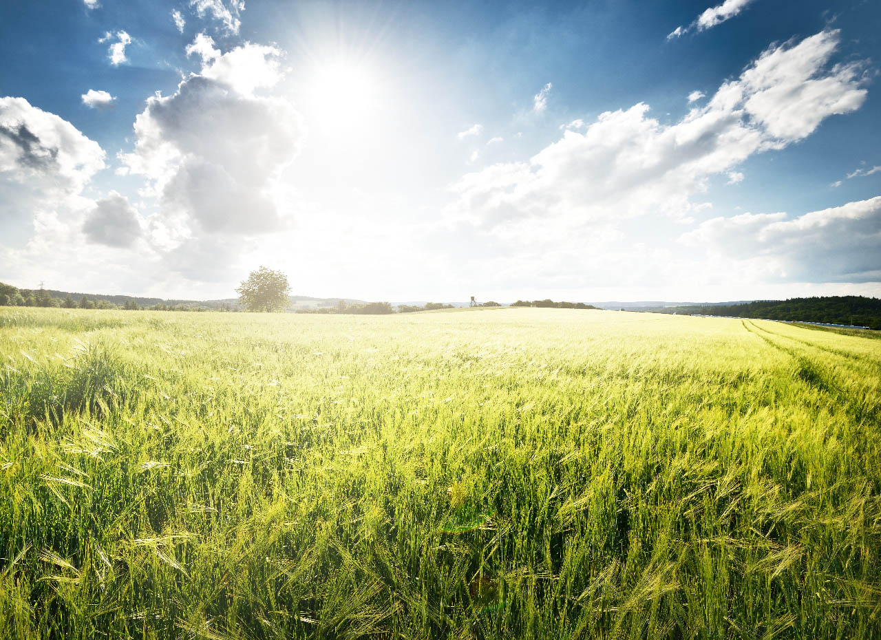 a field of grass and the sun