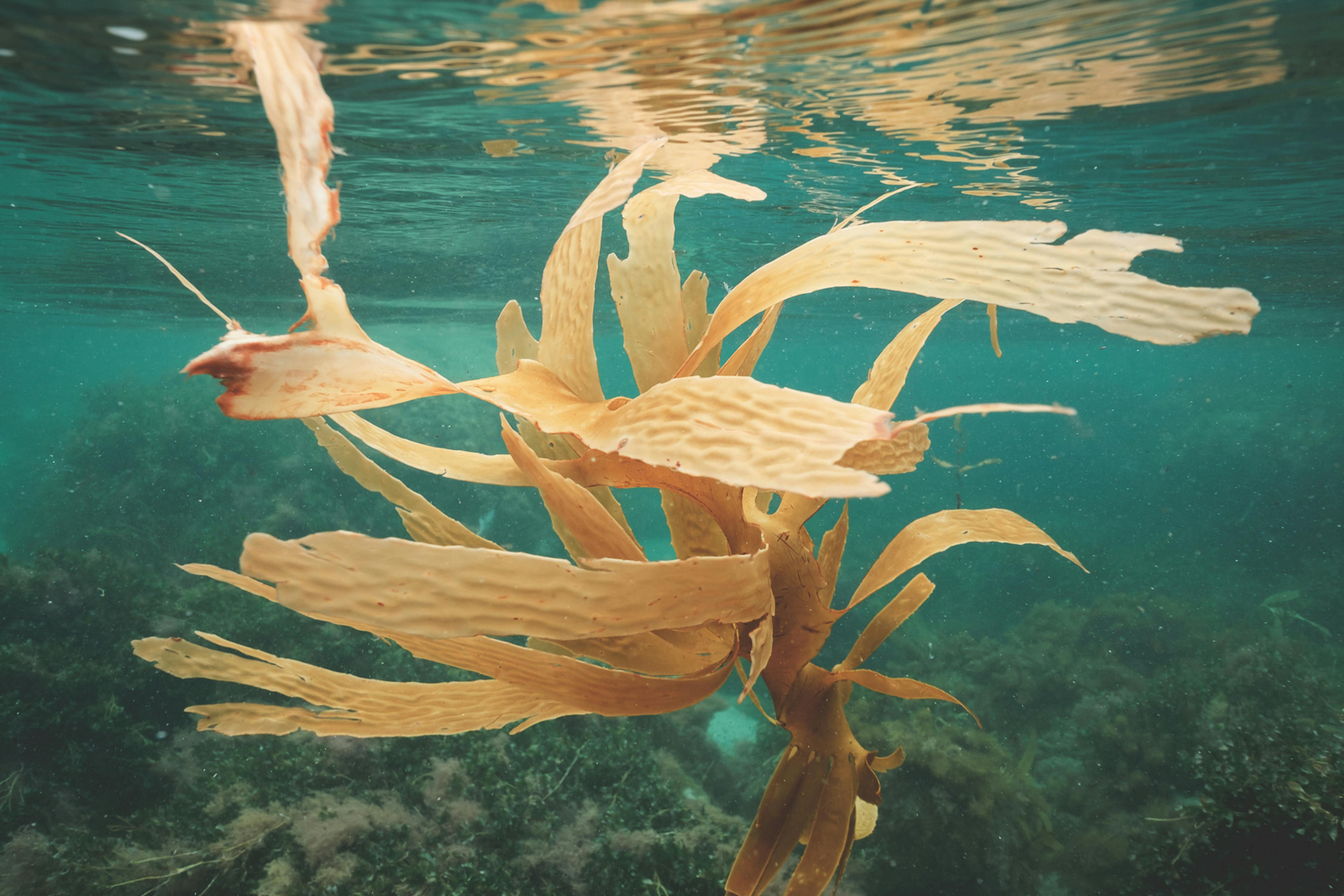 seaweed in the water
